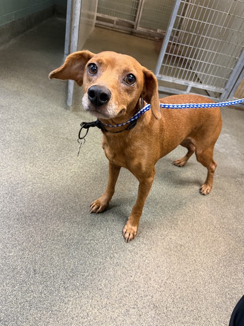 Shelter Stray Male Dog last seen Near BLOCK CALVIN, 2020 Forest St, Jacksonville, FL 32204, USA