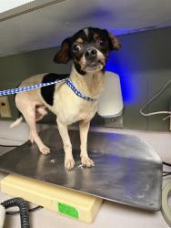 Shelter Stray Male Dog last seen Near BLOCK CALVIN, 2020 Forest St, Jacksonville, FL 32204, USA