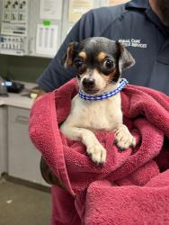 Shelter Stray Female Dog last seen Near BLOCK CALVIN, 2020 Forest St, Jacksonville, FL 32204, USA