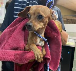 Shelter Stray Female Dog last seen Near BLOCK CALVIN, 2020 Forest St, Jacksonville, FL 32204, USA