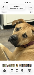 Reunited Male Dog last seen Outer loop &Preston Hwy, Louisville, KY 40219