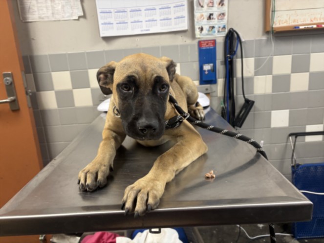 Shelter Stray Male Dog last seen , 957 N Gaffey St, San Pedro, CA 90731, USA