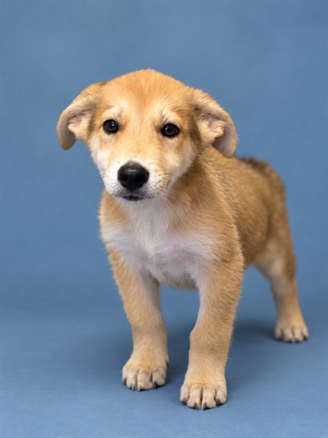 Shelter Stray Unknown Dog last seen Near BLOCK NEWTON ST SHELBY, NC 28150, 1601 Airport Rd, Shelby, NC 28150, USA