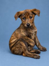 Shelter Stray Male Dog last seen Near BLOCK NEWTON ST SHELBY, NC 28150, 1601 Airport Rd, Shelby, NC 28150, USA