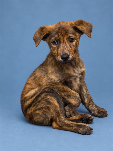 Shelter Stray Male Dog last seen Near BLOCK NEWTON ST SHELBY, NC 28150, 1601 Airport Rd, Shelby, NC 28150, USA