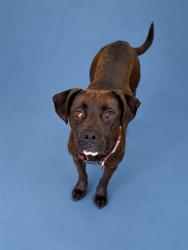 Shelter Stray Female Dog last seen SULFER SPRINGS RD, 1601 Airport Rd, Shelby, NC 28150, USA