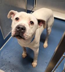 Shelter Stray Male Dog last seen Near BLOCK FAUST AVE, DETROIT, MI 48228, 1431 E Ferry St, Detroit, MI 48211, USA