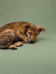 Shelter Stray Unknown Dog last seen Near BLOCK NEWTON ST SHELBY, NC 28150, 1601 Airport Rd, Shelby, NC 28150, USA