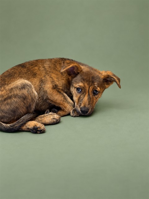Shelter Stray Unknown Dog last seen Near BLOCK NEWTON ST SHELBY, NC 28150, 1601 Airport Rd, Shelby, NC 28150, USA