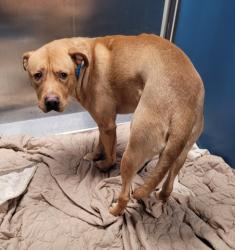 Shelter Stray Male Dog last seen Near BLOCK HOOVER ST, DETROIT, MI 48205, 1431 E Ferry St, Detroit, MI 48211, USA