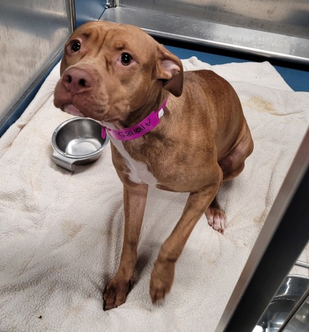 Shelter Stray Female Dog last seen Near BLOCK HOOVER ST, DETROIT, MI 48205, 1431 E Ferry St, Detroit, MI 48211, USA