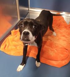 Shelter Stray Female Dog last seen Near BLOCK CAMDEN AVE, DETROIT, MI 48213, 1431 E Ferry St, Detroit, MI 48211, USA
