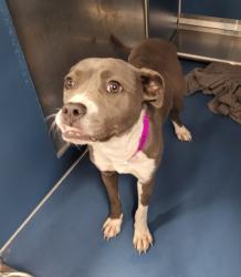 Shelter Stray Female Dog last seen Near BLOCK CAMDEN AVE, DETROIT, MI 48213, 1431 E Ferry St, Detroit, MI 48211, USA