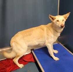Shelter Stray Female Dog last seen Near BLOCK W CHICAGO ST, DETROIT MI 48228, 1431 E Ferry St, Detroit, MI 48211, USA
