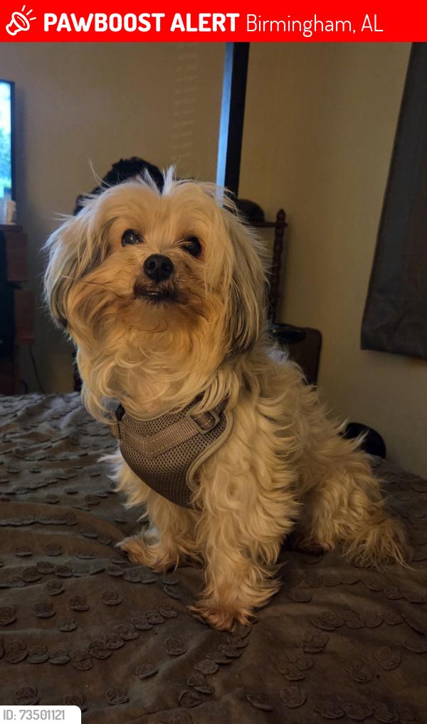 Lost Male Dog last seen Palisades Church of Christ, Birmingham, AL 35209