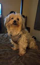 Lost Male Dog last seen Palisades Church of Christ, Birmingham, AL 35209