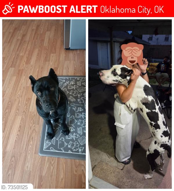 Lost Female Dog last seen North outpost, Oklahoma City, OK 73141