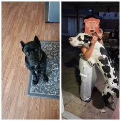 Lost Female Dog last seen North outpost, Oklahoma City, OK 73141