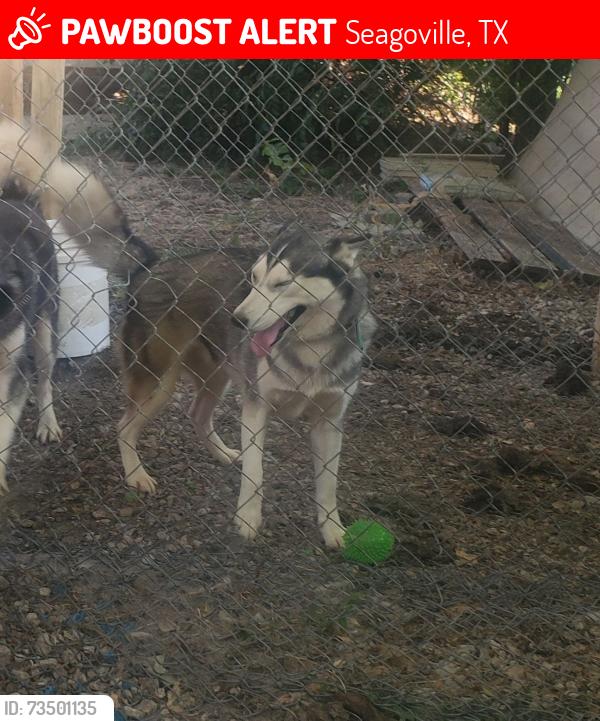 Lost Female Dog last seen E Farmers Rd, Seagoville, TX 75159