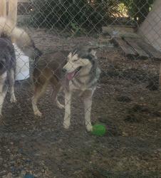 Lost Female Dog last seen E Farmers Rd, Seagoville, TX 75159