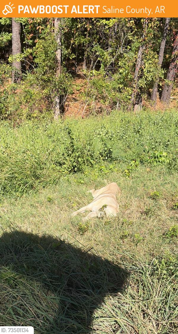 Found/Stray Male Dog last seen I-30 westbound 2 miles before exit 106 Jj’s truck stop call Benton animal control, Saline County, AR 72018