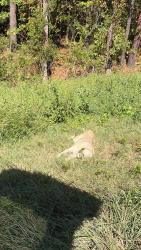 Found/Stray Male Dog last seen I-30 westbound 2 miles before exit 106 Jj’s truck stop call Benton animal control, Saline County, AR 72018