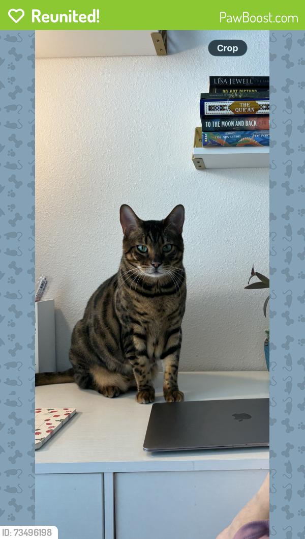 Reunited Male Cat last seen Loblolly Way, Frisco, TX 75035