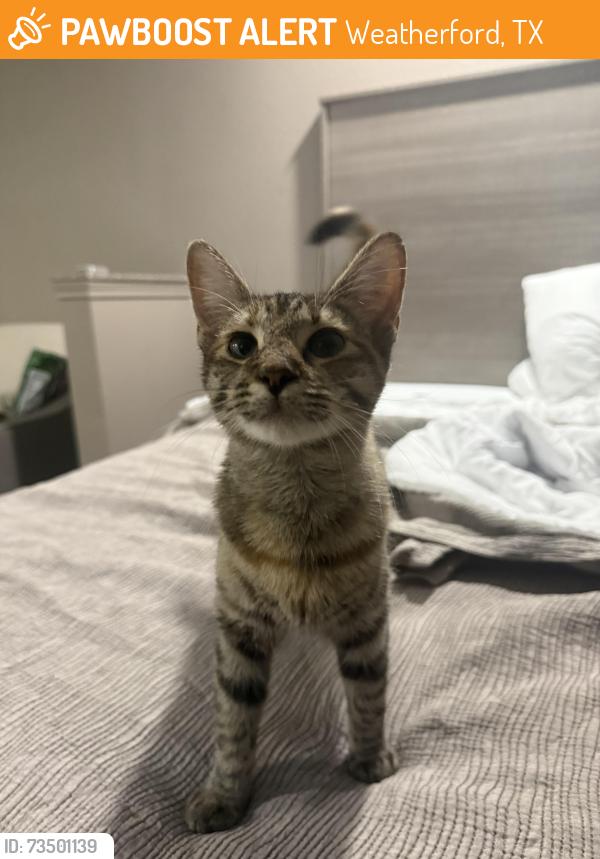 Found/Stray Female Cat last seen Roy’s laundry, Weatherford, TX 76086