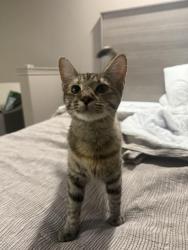 Found/Stray Female Cat last seen Roy’s laundry, Weatherford, TX 76086