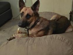 Reunited Male Dog last seen Rifle range 2nd st west wahneta, Wahneta, FL 33880