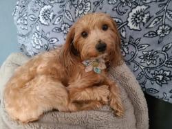 Lost Female Dog last seen 13th and Sheridan Wichita ks, Wichita, KS 67203
