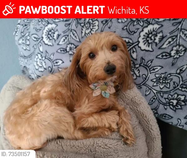 Lost Female Dog last seen 13th and Sheridan Wichita ks, Wichita, KS 67203