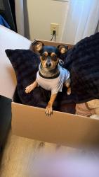 Lost Female Dog last seen Near Sunnybrook Rd Raleigh, NC 27610 United States, Raleigh, NC 27610
