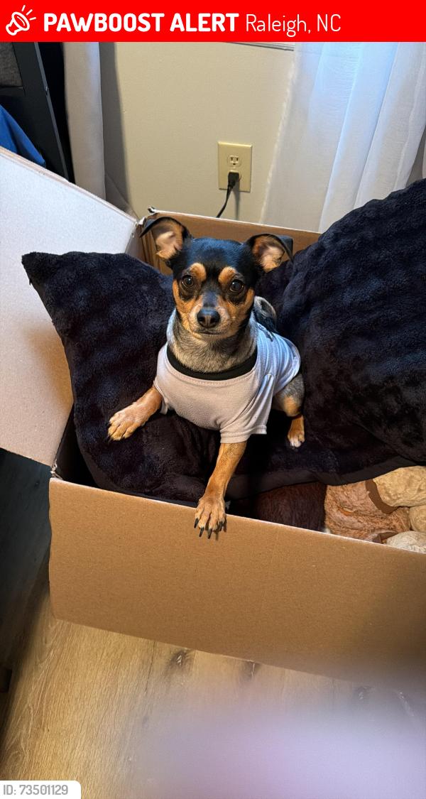 Lost Female Dog last seen Near Sunnybrook Rd Raleigh, NC 27610 United States, Raleigh, NC 27610