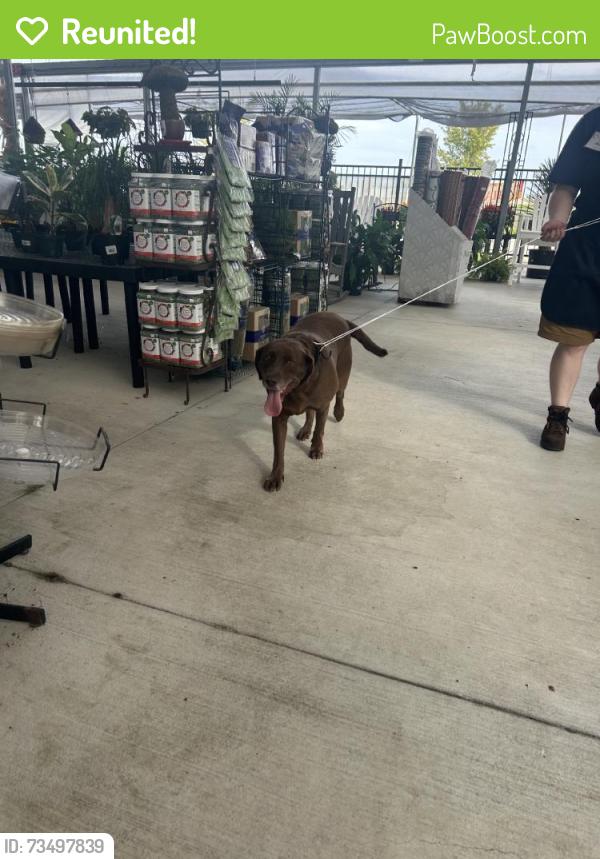 Reunited Female Dog last seen Near Grand Pkwy, Spring, TX 77379, USA, Spring, TX 77379