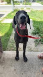 Found/Stray Male Dog last seen Zarzamora and Tampico, San Antonio, TX 78207