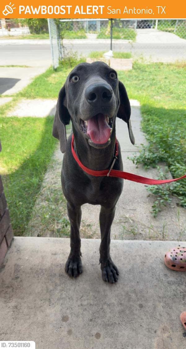 Found/Stray Male Dog last seen Zarzamora and Tampico, San Antonio, TX 78207