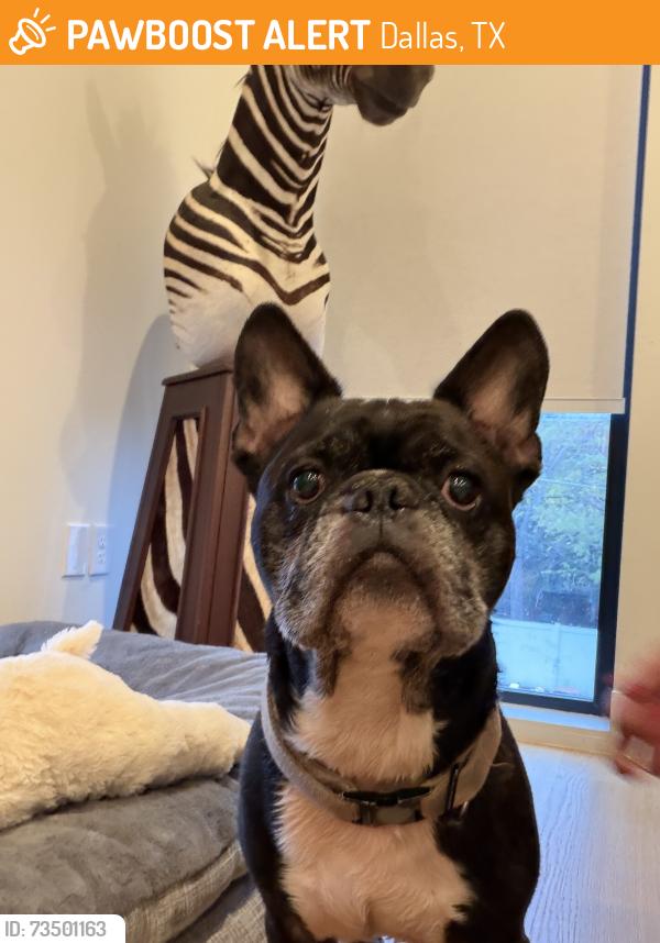 Found/Stray Male Dog last seen Near denton drive dallas texas 75219, Dallas, TX 75235