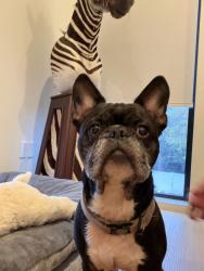 Found/Stray Male Dog last seen Near denton drive dallas texas 75219, Dallas, TX 75235