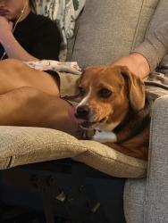 Found/Stray Female Dog last seen Miller park. Found in the evening., Winston-Salem, NC 27103