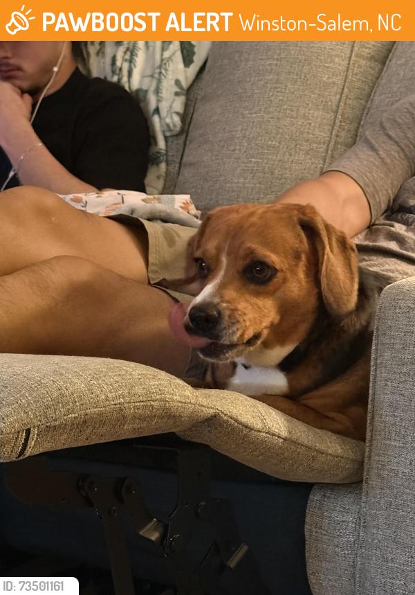 Found/Stray Female Dog last seen Miller park. Found in the evening., Winston-Salem, NC 27103