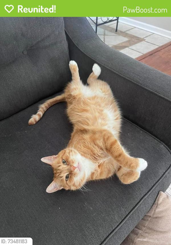 Reunited Male Cat last seen Mumper Lane and Wooded Run Dr., Dillsburg, PA 17019