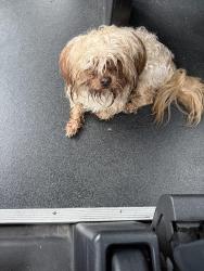 Found/Stray Male Dog last seen Greenhill park, Worcester, MA 01605
