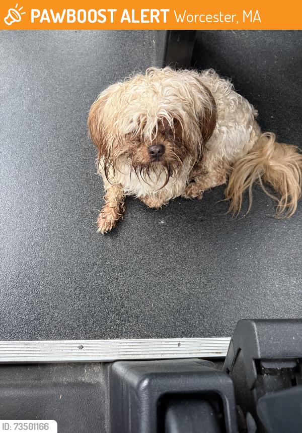Found/Stray Male Dog last seen Greenhill park, Worcester, MA 01605