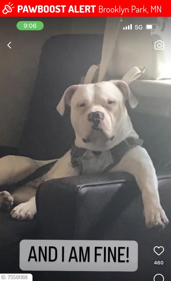 Lost Male Dog last seen Near 65th Ave N, Brooklyn Park, MN 55429