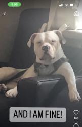 Lost Male Dog last seen Near 65th Ave N, Brooklyn Park, MN 55429