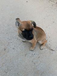 Found/Stray Female Dog last seen River walk, Tucson, AZ 85704