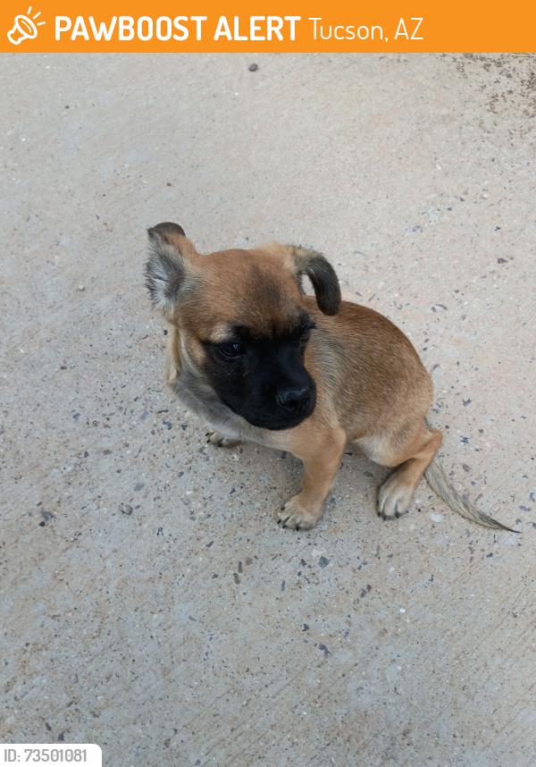 Found/Stray Female Dog last seen River walk, Tucson, AZ 85704