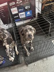 Lost Male Dog last seen Beckwood dr, Fort Worth, TX 76112