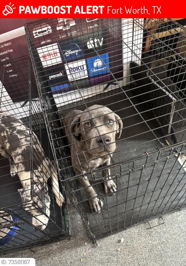 Lost Male Dog last seen Beckwood dr, Fort Worth, TX 76112